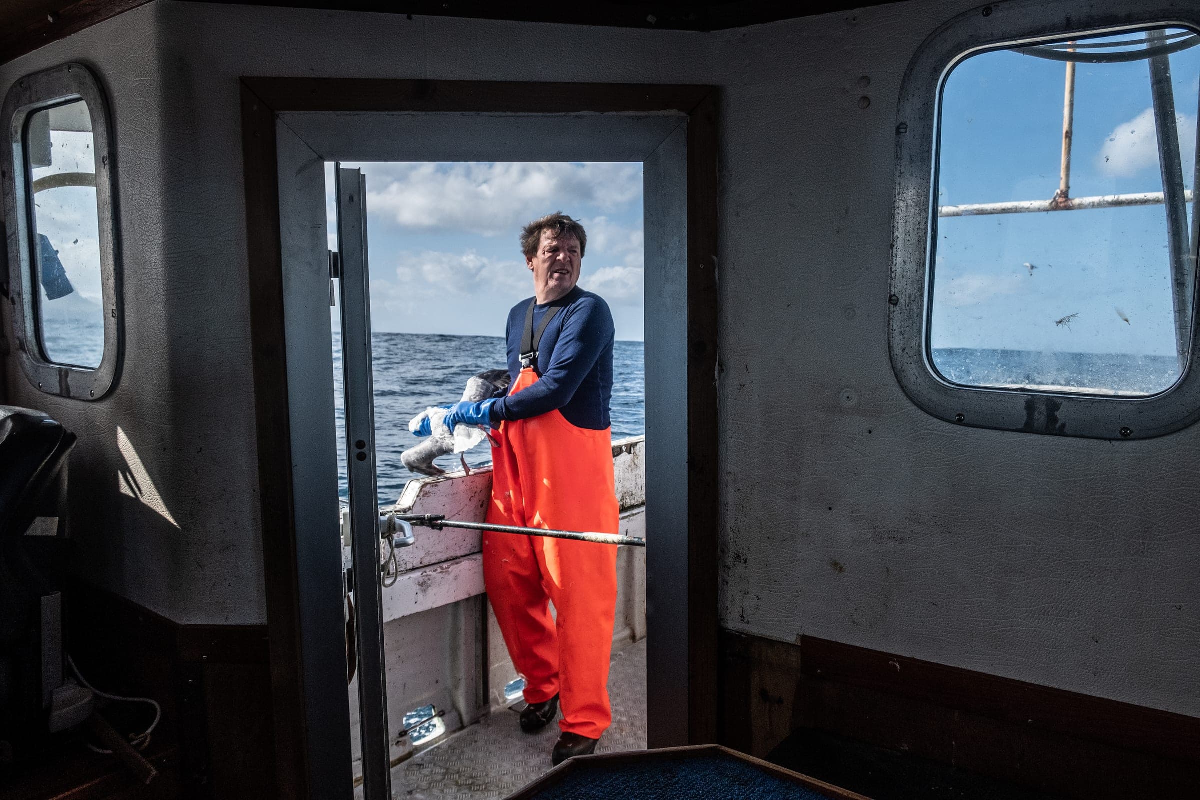 Fulmar fowling on sea cliffs