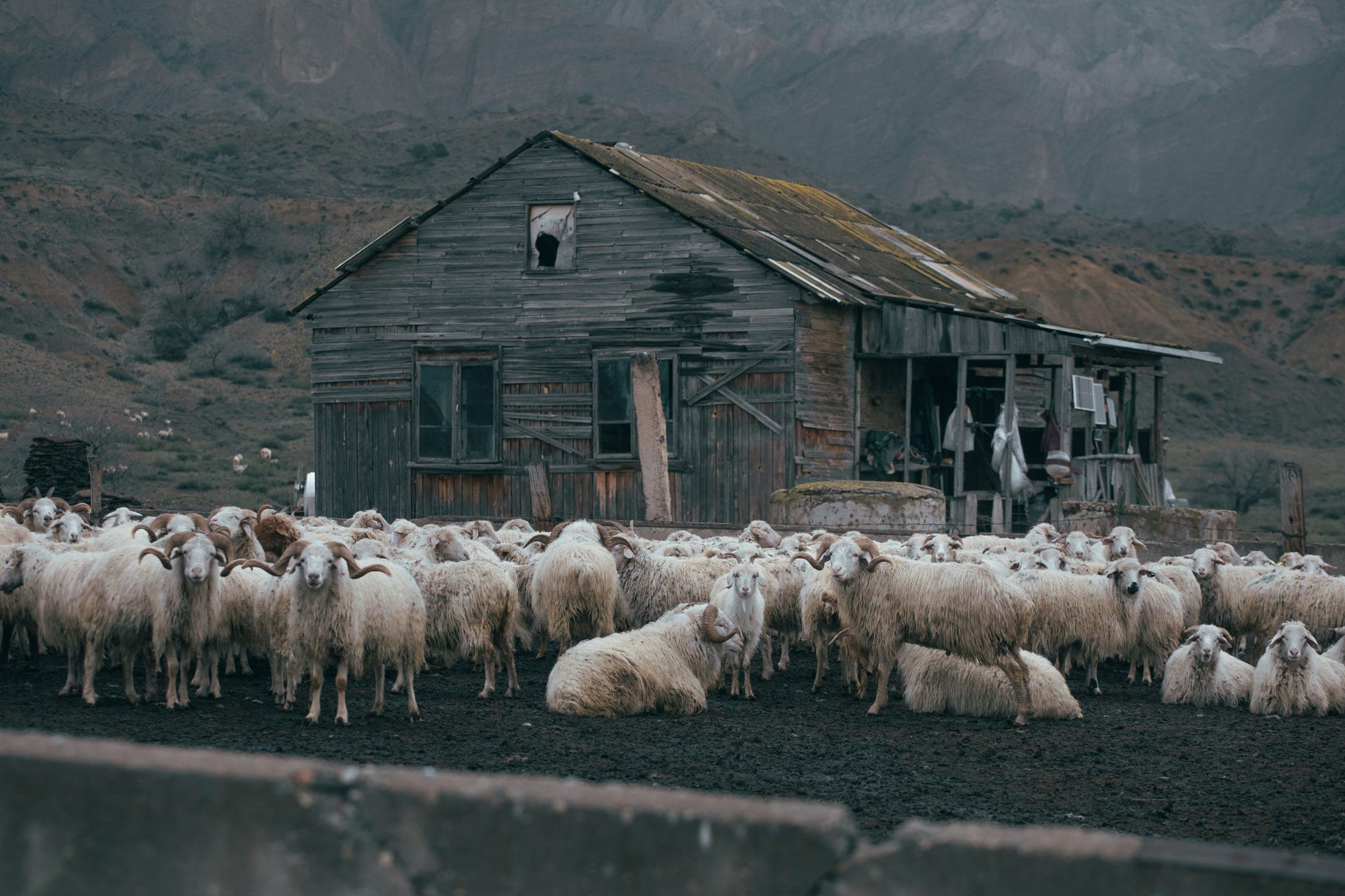 Georgia — sheep and shepherd in the highland morning